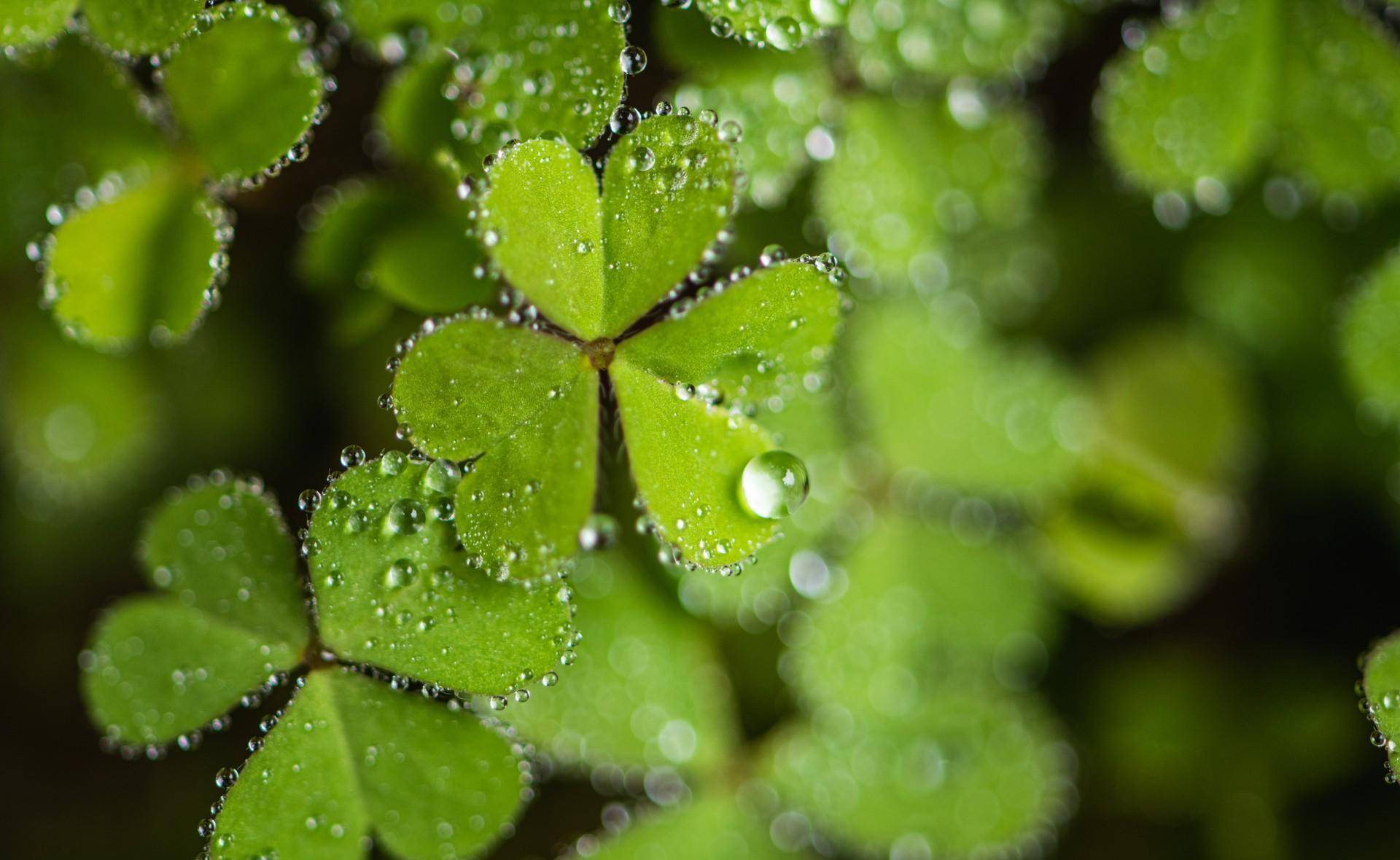 背景 壁纸 绿色 绿叶 树叶 植物 桌面 1920_1180