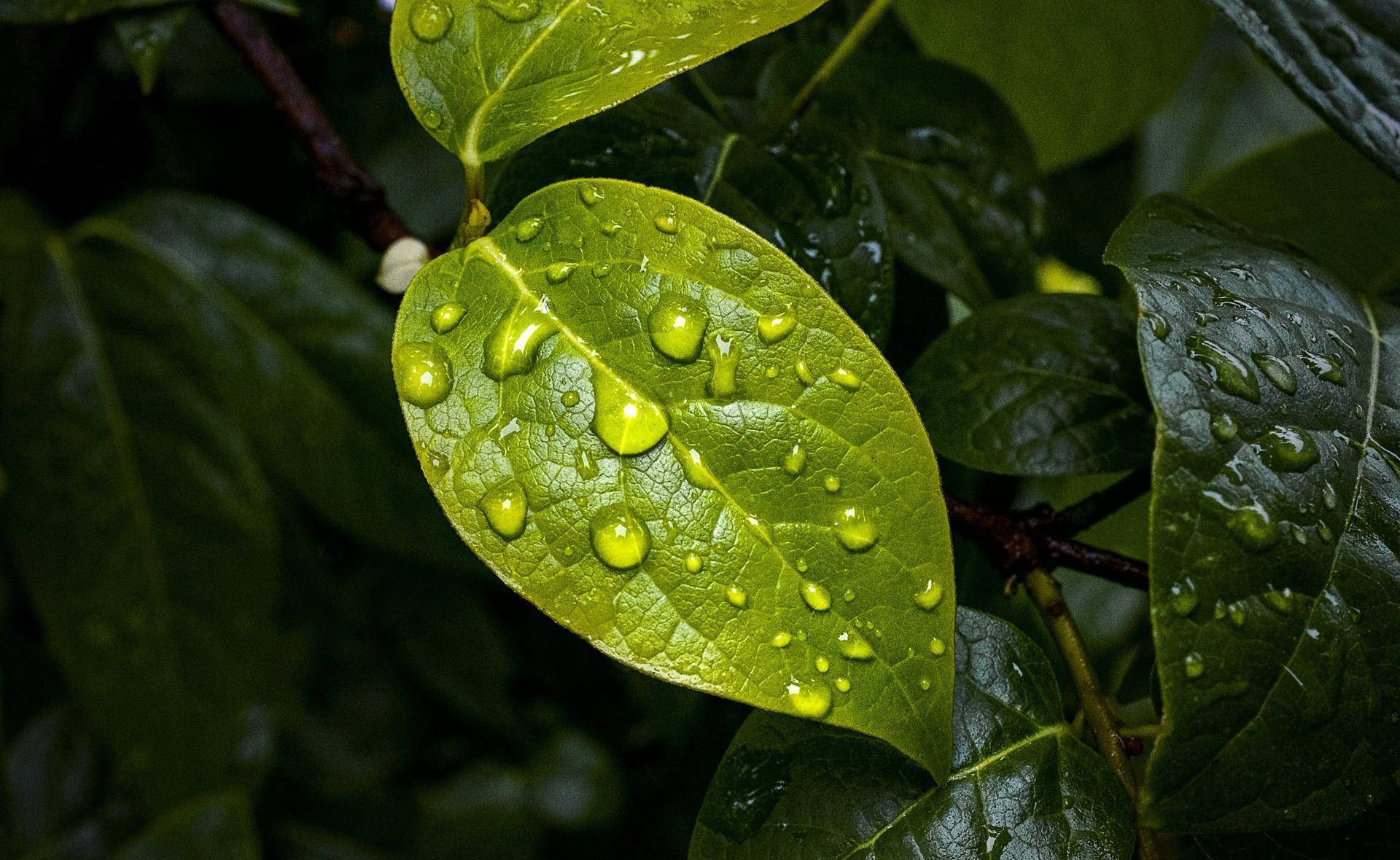 背景 壁纸 绿色 绿叶 树叶 植物 桌面 1920_1180