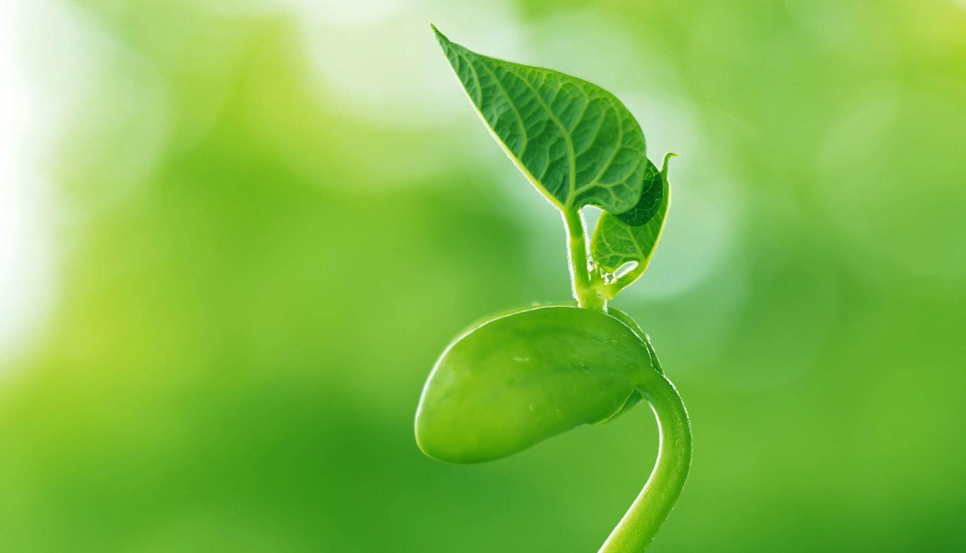 ppt 背景 壁纸 电脑桌面 发芽 绿色 绿色植物 嫩芽 嫩叶 新芽 植物