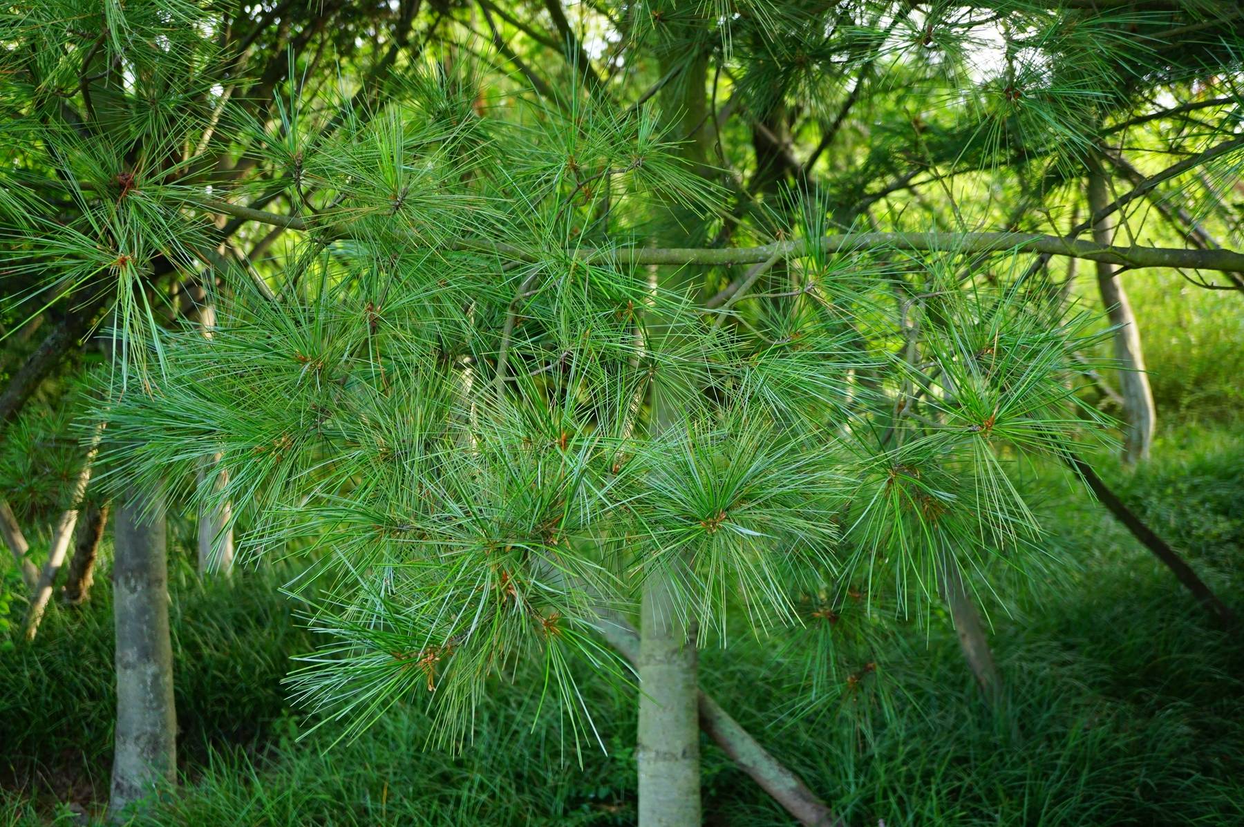 我见到的园林栽培植物