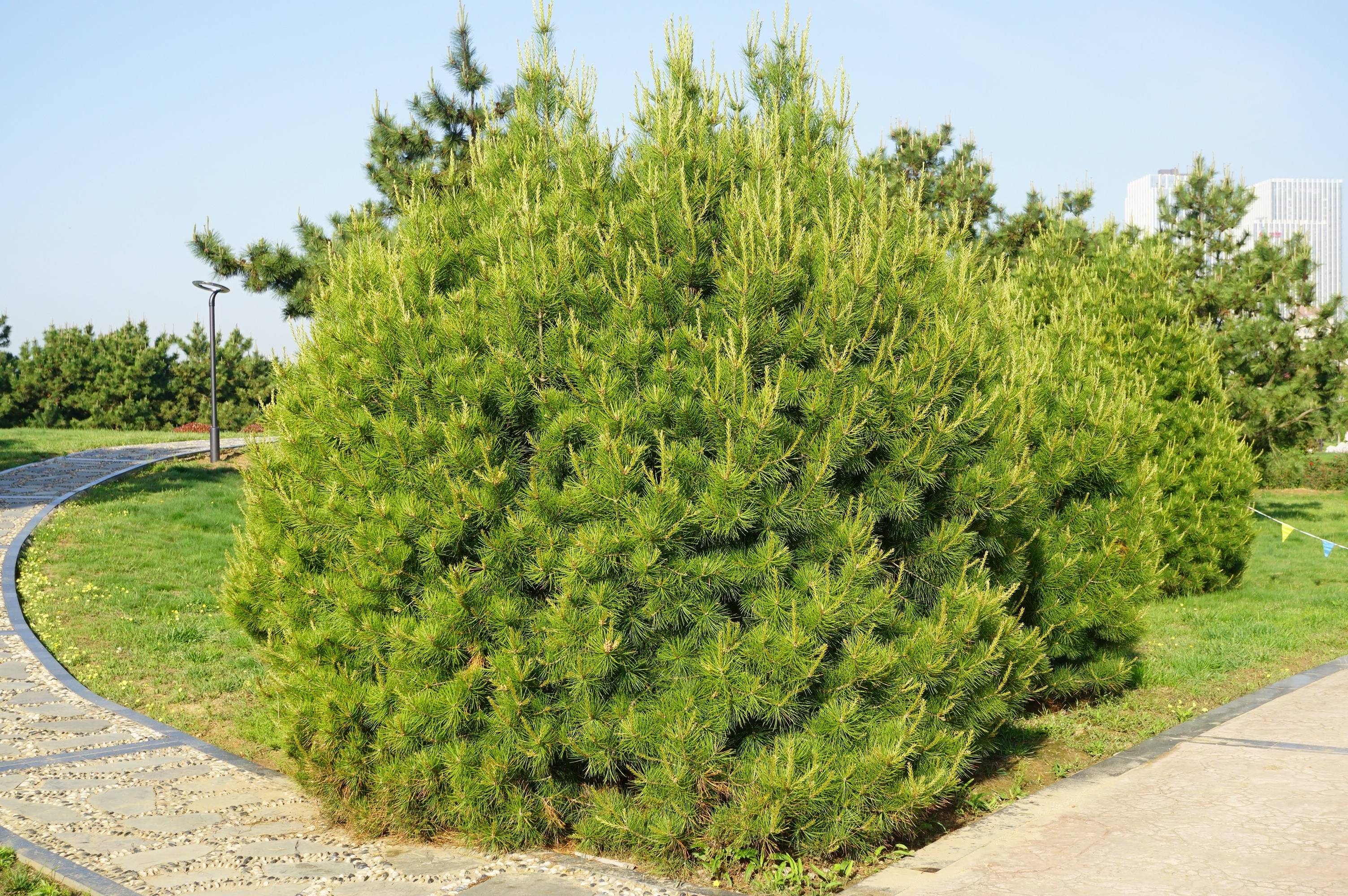 我见到的园林栽培植物