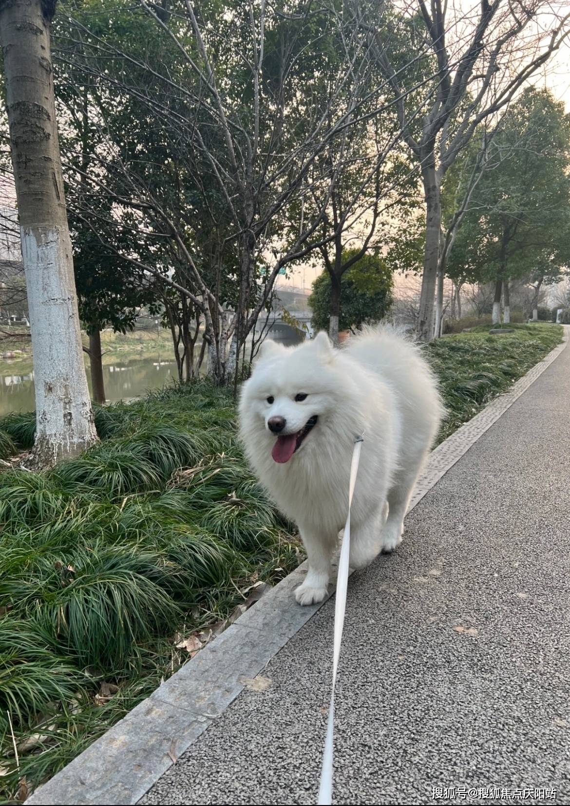 绵阳买萨摩耶犬首页网站(绵阳涪城区)萨摩耶狗多少钱一只