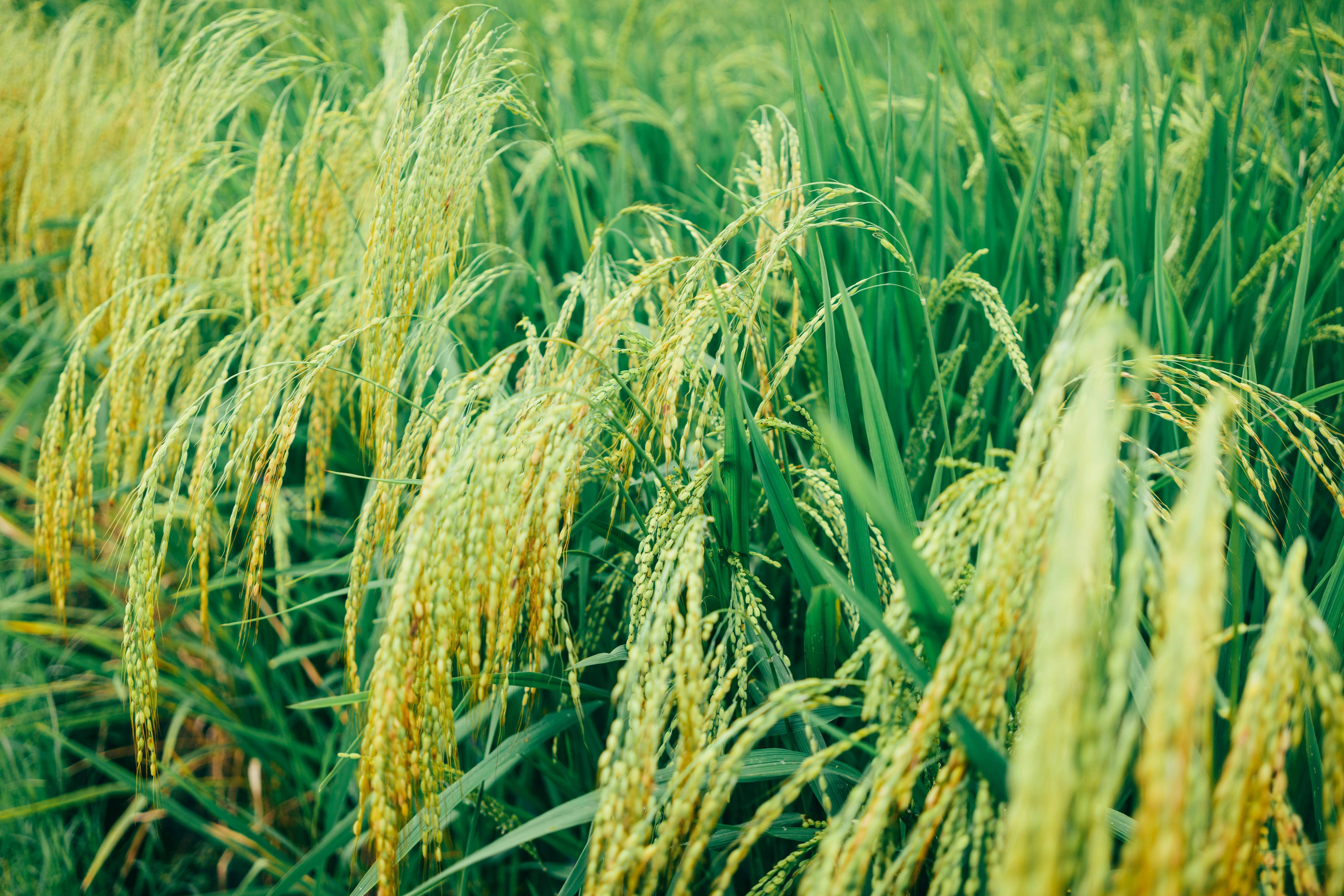 泰国的水稻产量可能会有所减少