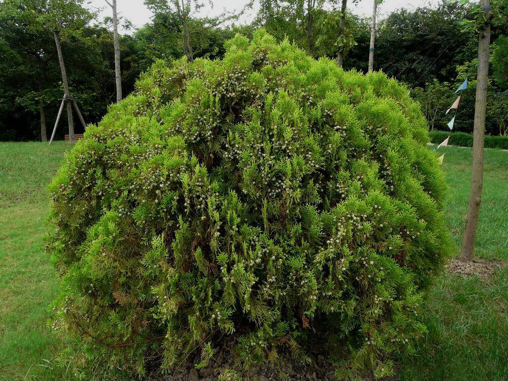 我见到的山东本土植物和园林栽培植物