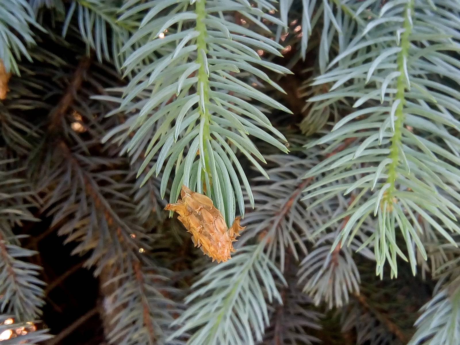 我见到的山东本土植物和园林栽培植物(44) 青扦(栽培)