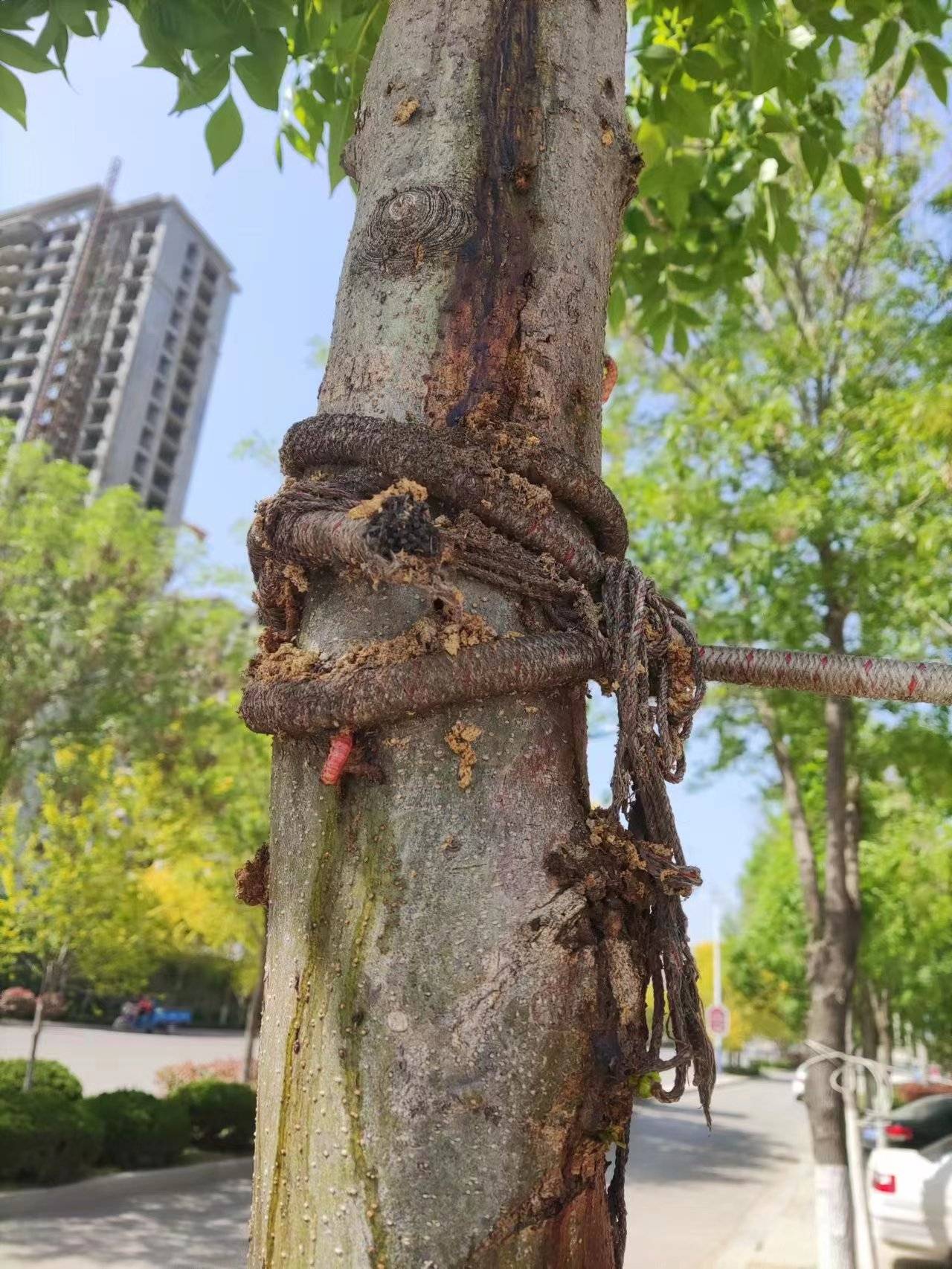 白蜡树病虫害图片图片