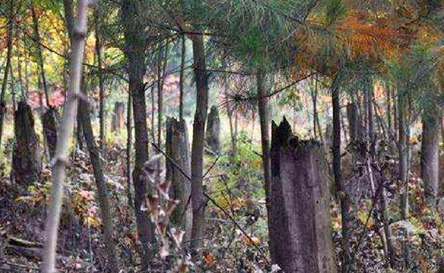 1994年贵阳出现"空中怪车"事件,专家们是如何解释的?