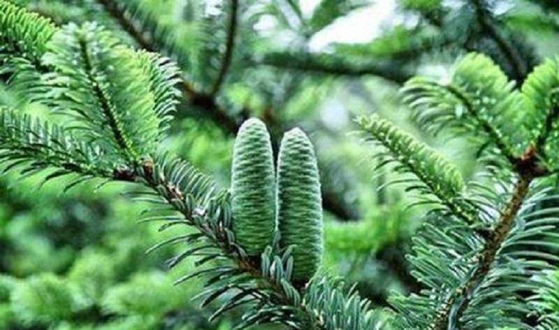 12年前,俄罗斯小伙接受肿瘤切除术,医生打开腹腔发现一棵树