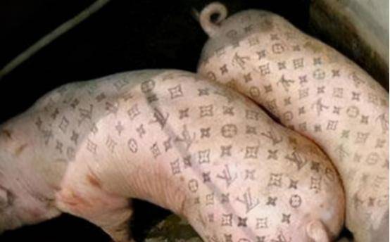 男子给活猪纹身,猪皮卖给香奈儿做限量款皮包,一张猪皮净赚51万