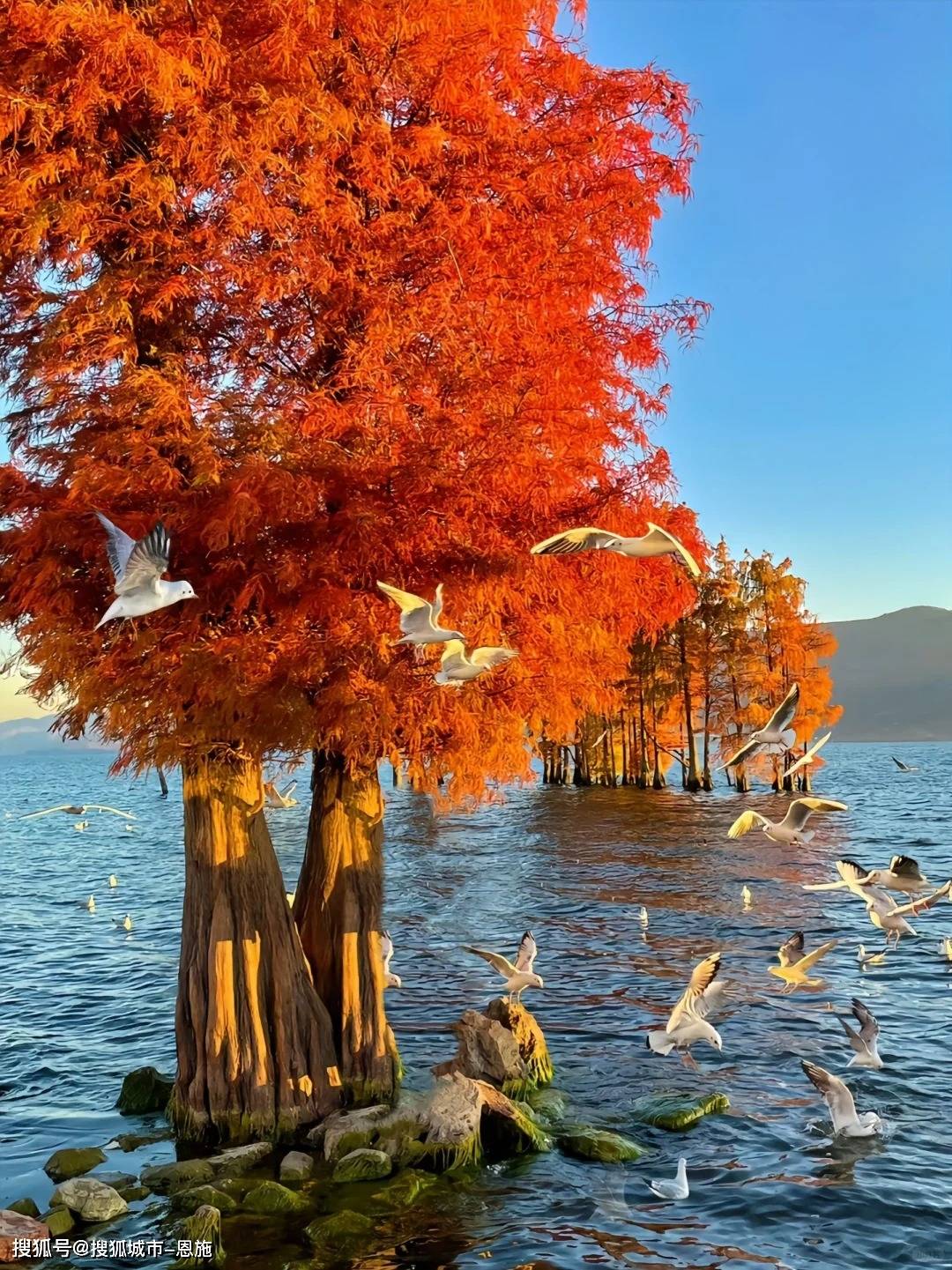 过桥米线,鲜花饼,破酥包……每一样都好吃到爆炸!