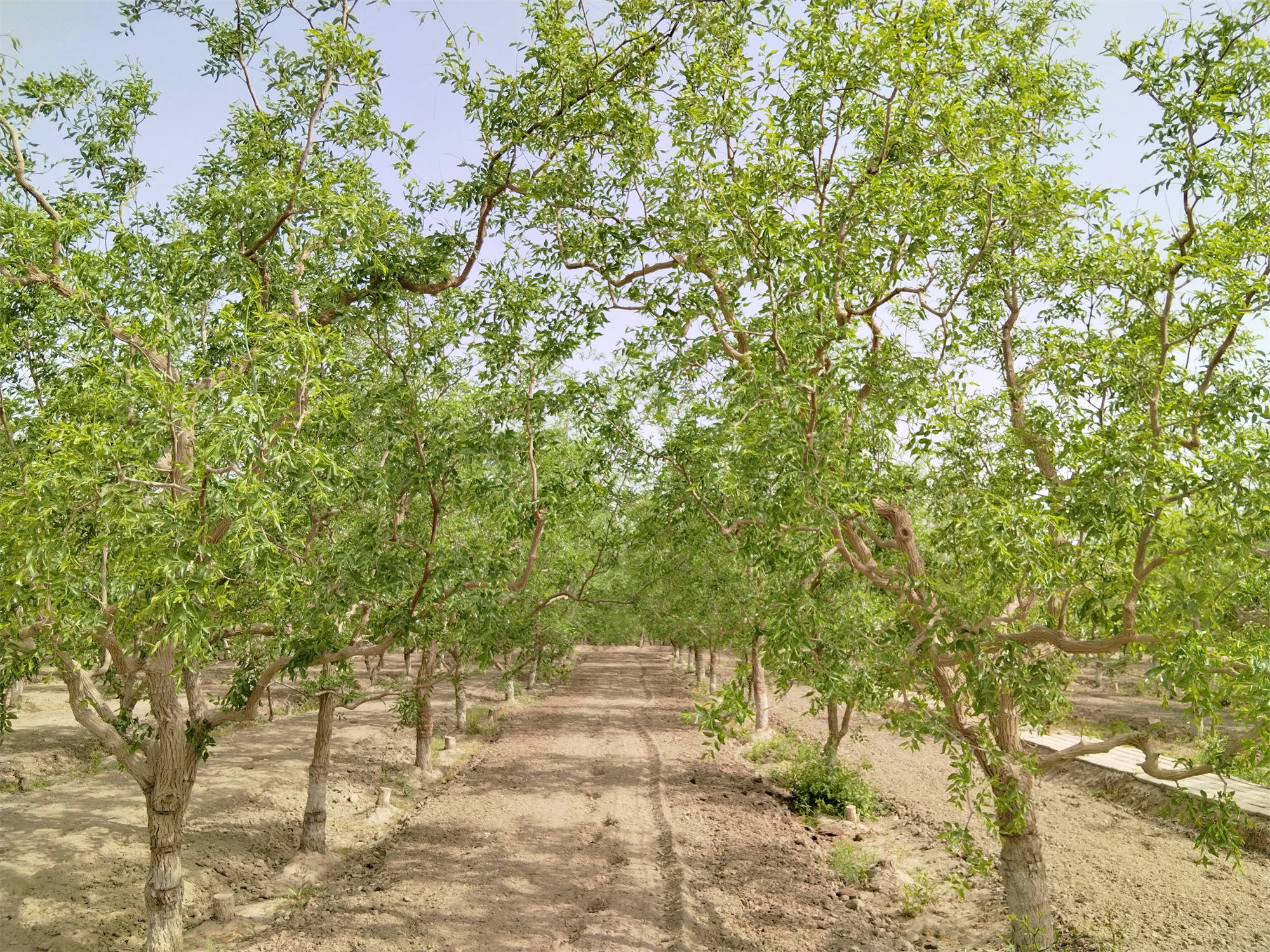 若羌 做好红枣夏季管理 为红枣丰收助力