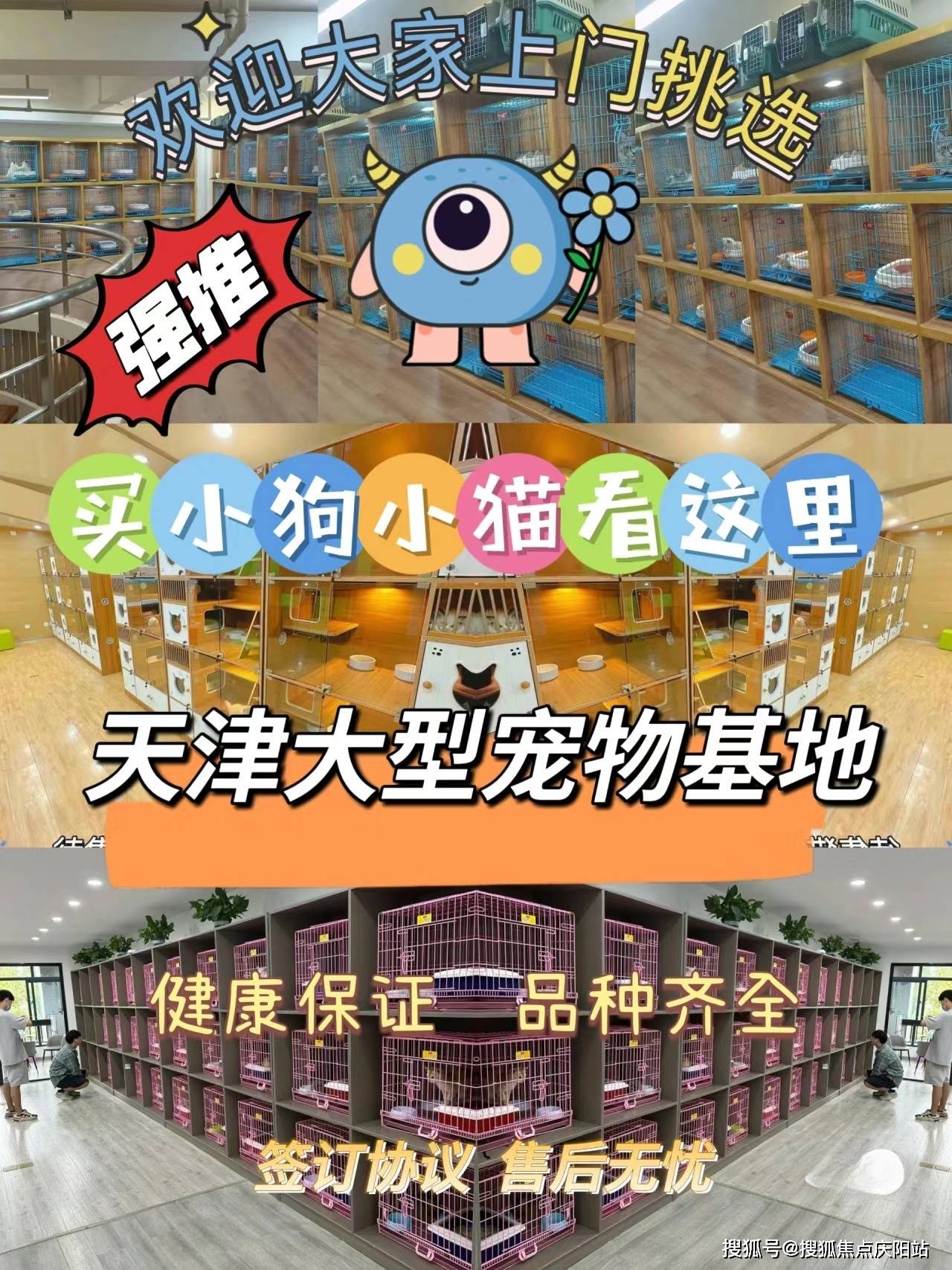 天津买柯基幼犬首页网站(天津北辰区)柯基幼犬什么价格!