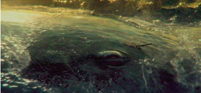 海底深处到底隐藏着什么秘密,专家说:人类对海底的认知太少了