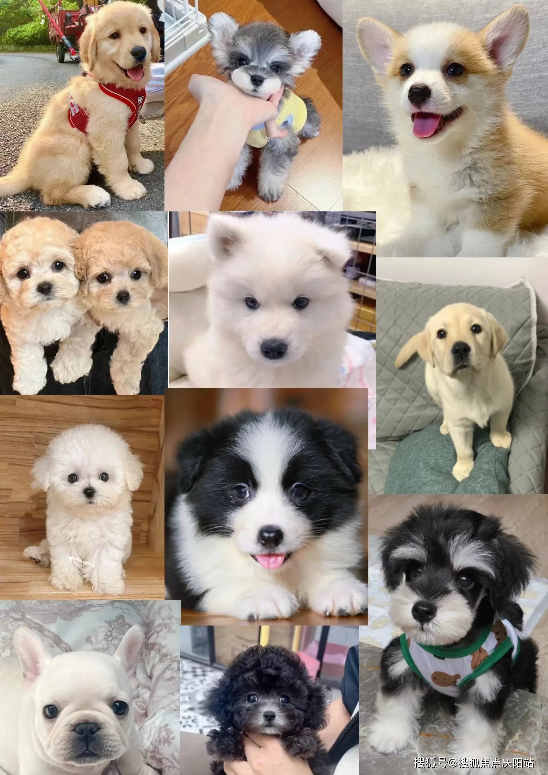 厦门思明区柯基幼犬多少钱一只?这里买柯基幼犬更具性价比,便宜又好看