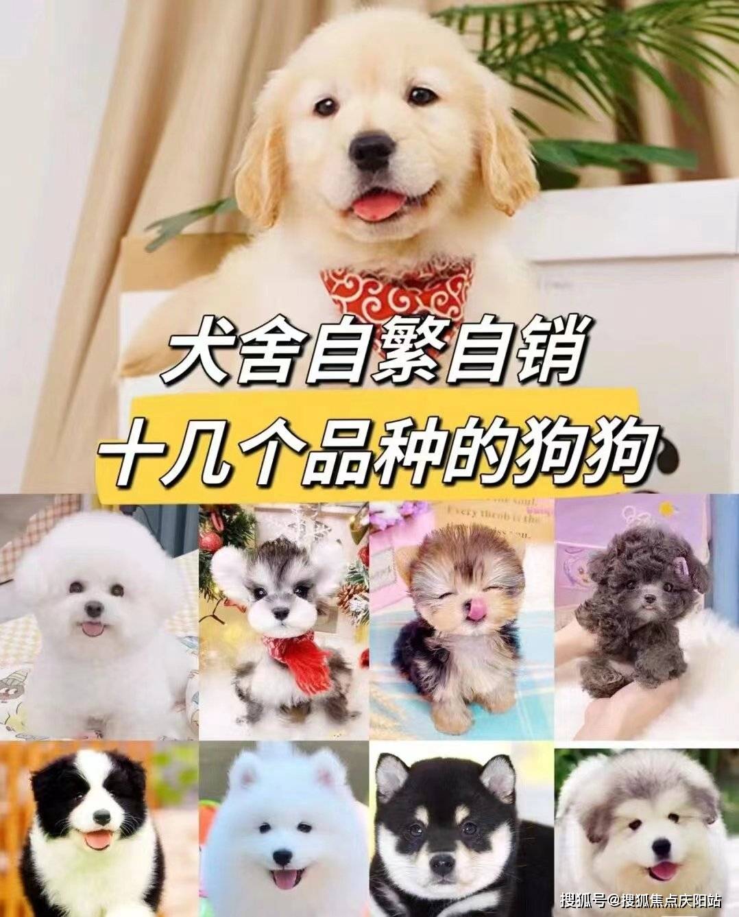 佛山南海区哪里有卖柯基犬的地方?