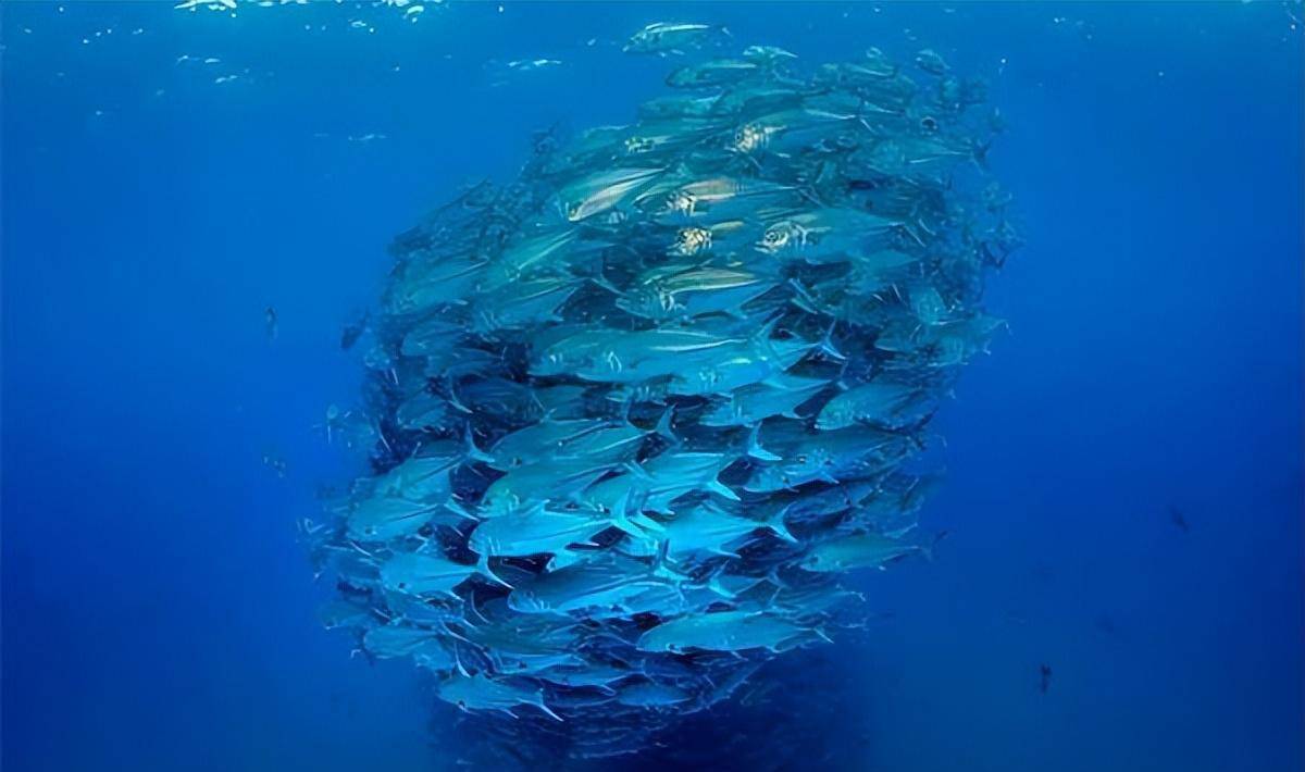 瓦屋山水库出现不明生物,村民描述长达十余米,专家多次调查无果