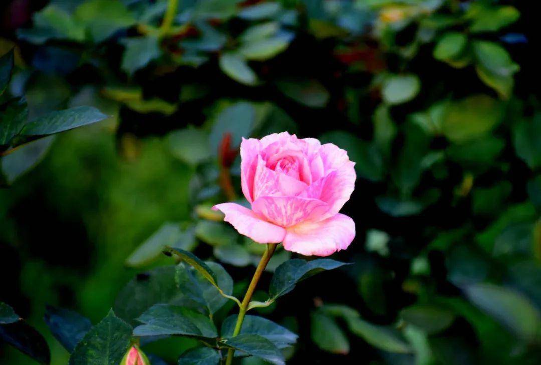 头像吸引人_吸引女生的微信头像男_微信头像吸引妹子