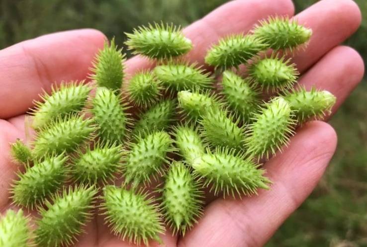 苍耳子:从野草到养生圣品,泡水喝的奥秘!