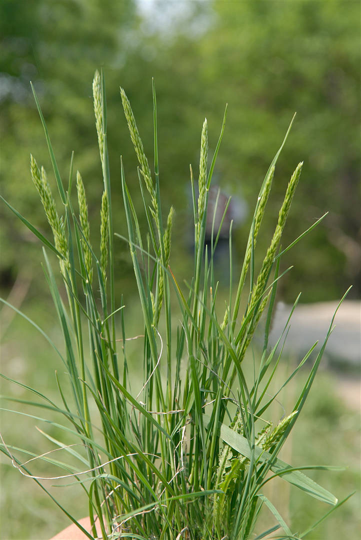 我见到的山东本土植物和园林栽培植物(182) 羊草