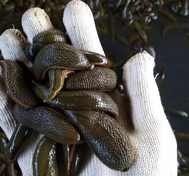 知青回忆"吸血牛蚂蟥":人人讨厌,唯独上海人喜欢