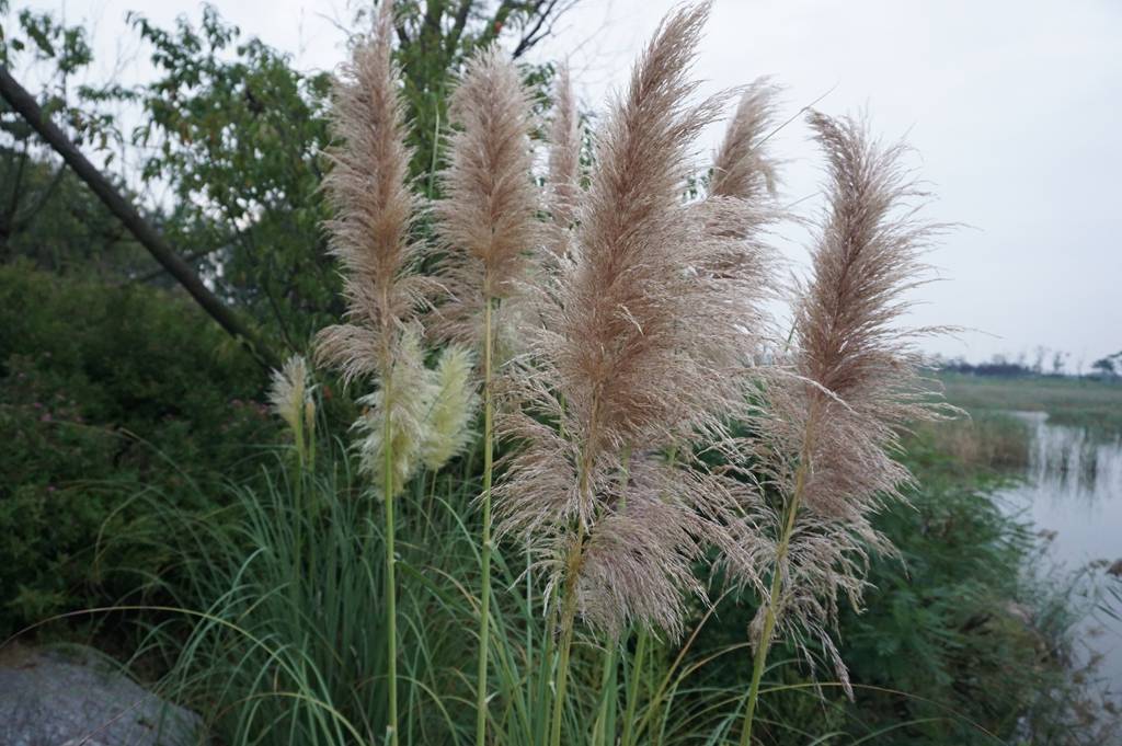 我见到的山东本土植物和园林栽培植物(187)蒲苇(栽培)