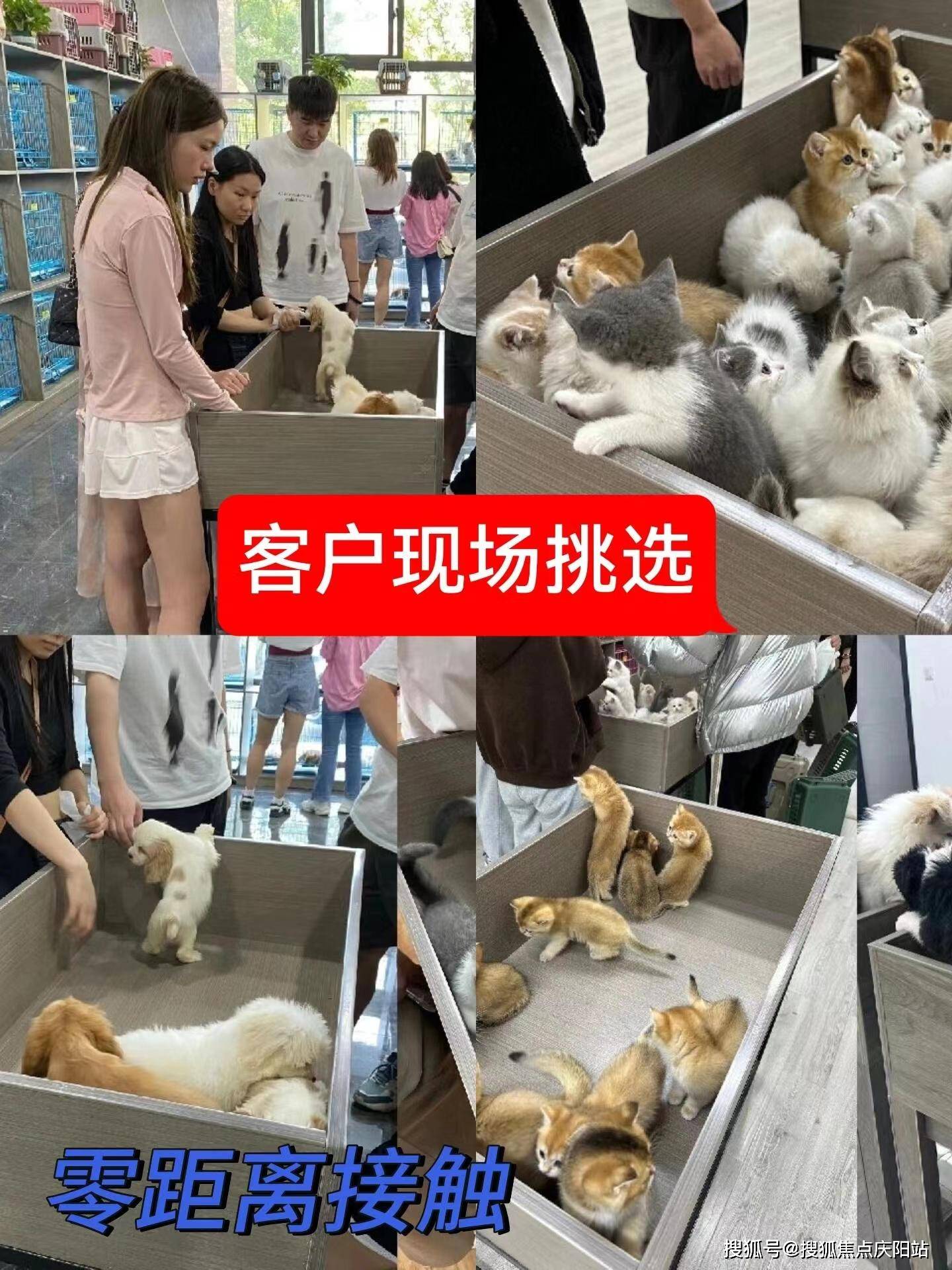 北京朝阳区哪里可以买到比熊犬【北京福安家宠物店】欢迎您