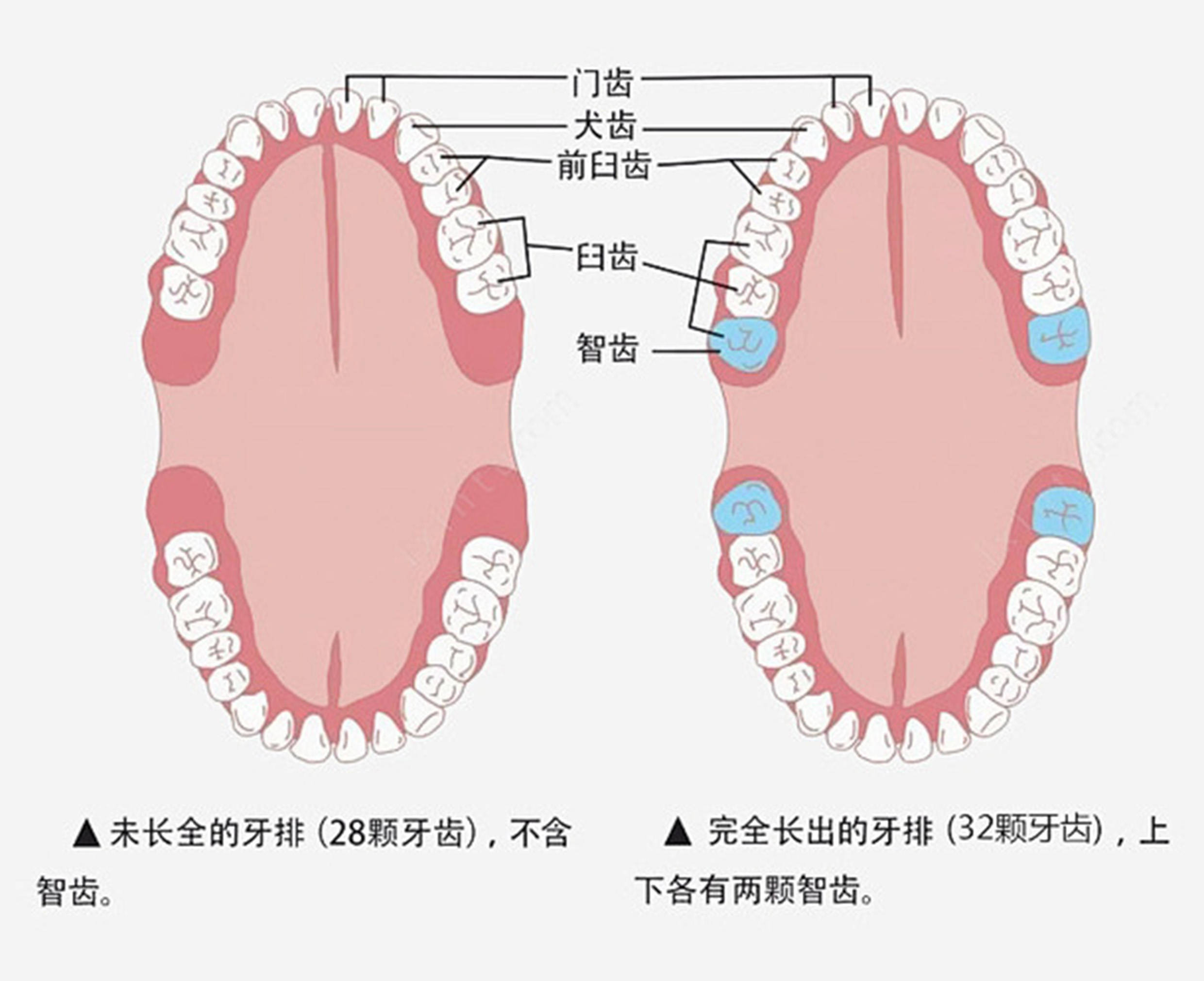 怎么判断是不是长智齿图片