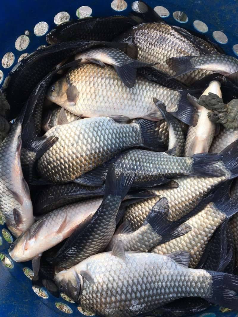 养鱼得了水霉病如何解决呢