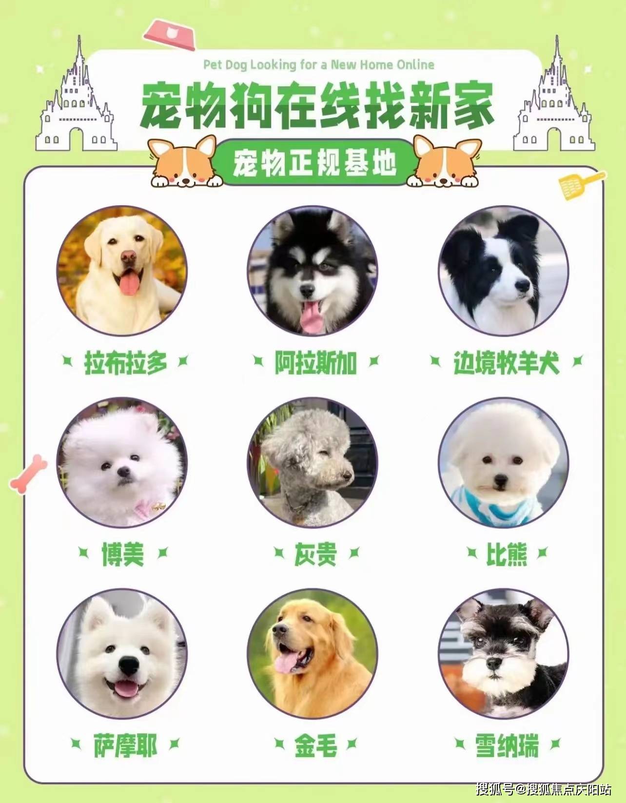 成都成华区哪里有正规卖泰迪犬的宠物店丨成都买泰迪犬首页网站