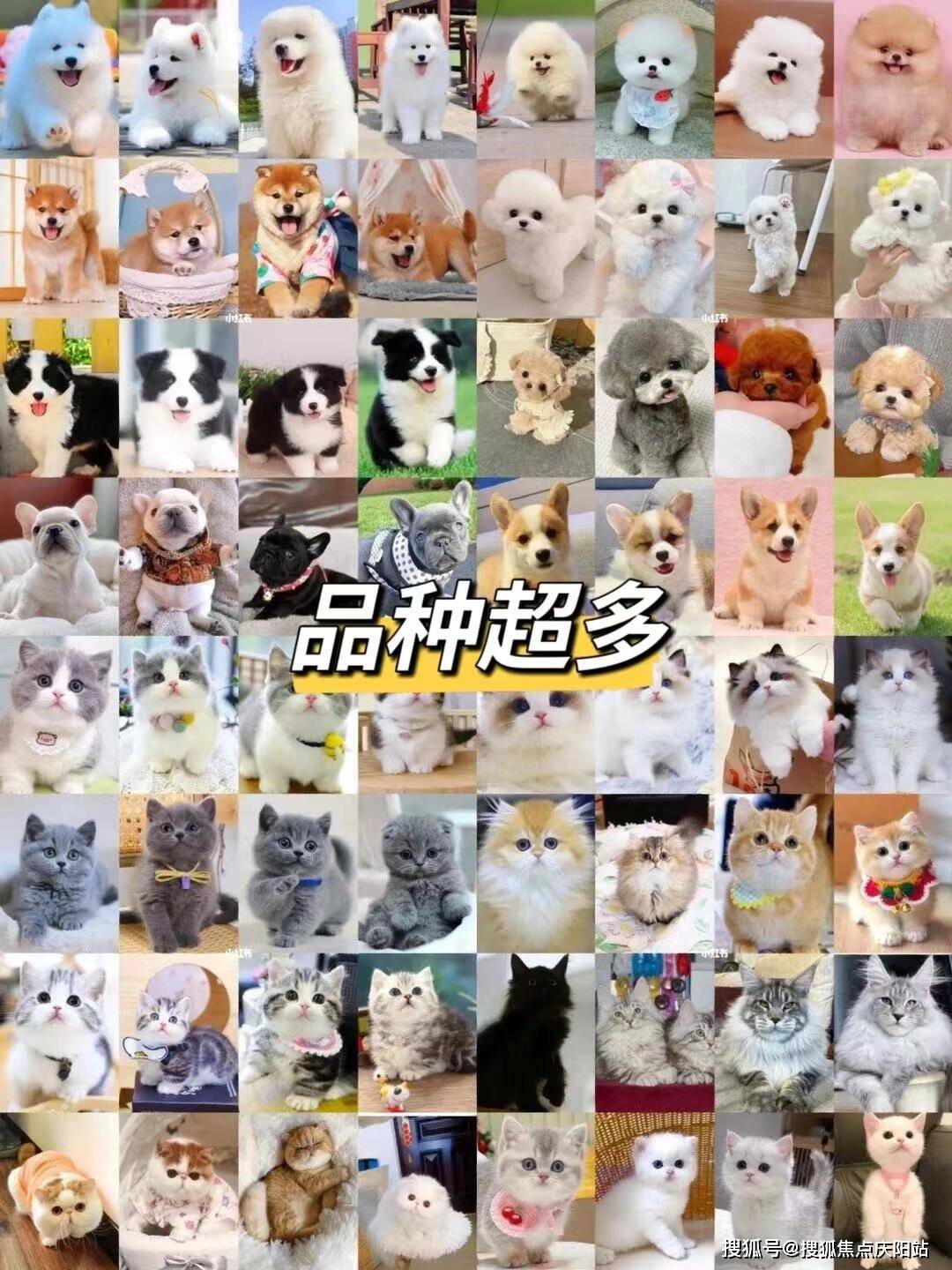 沈阳沈北新区蓝金猫多少钱一只?这里买蓝金猫更具性价比,便宜又好看