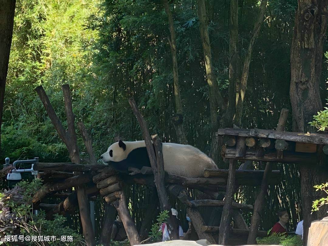 四川旅游攻略自由行6日游详细行程安排,省钱攻略!_秘诀_成都_青城山