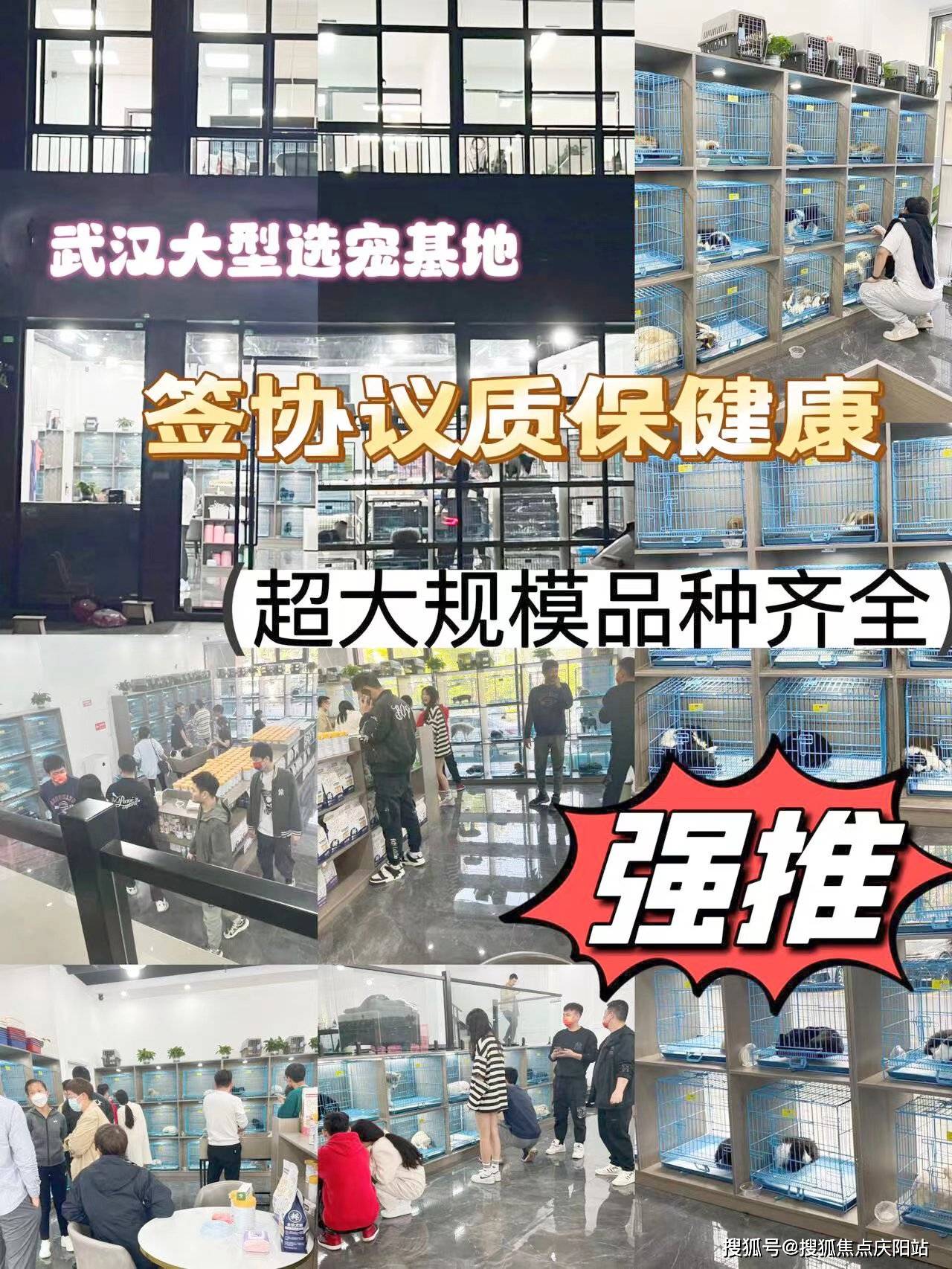 就来这里,武汉看宠物联系方式:400-1393-267 武汉看宠物联系v:173