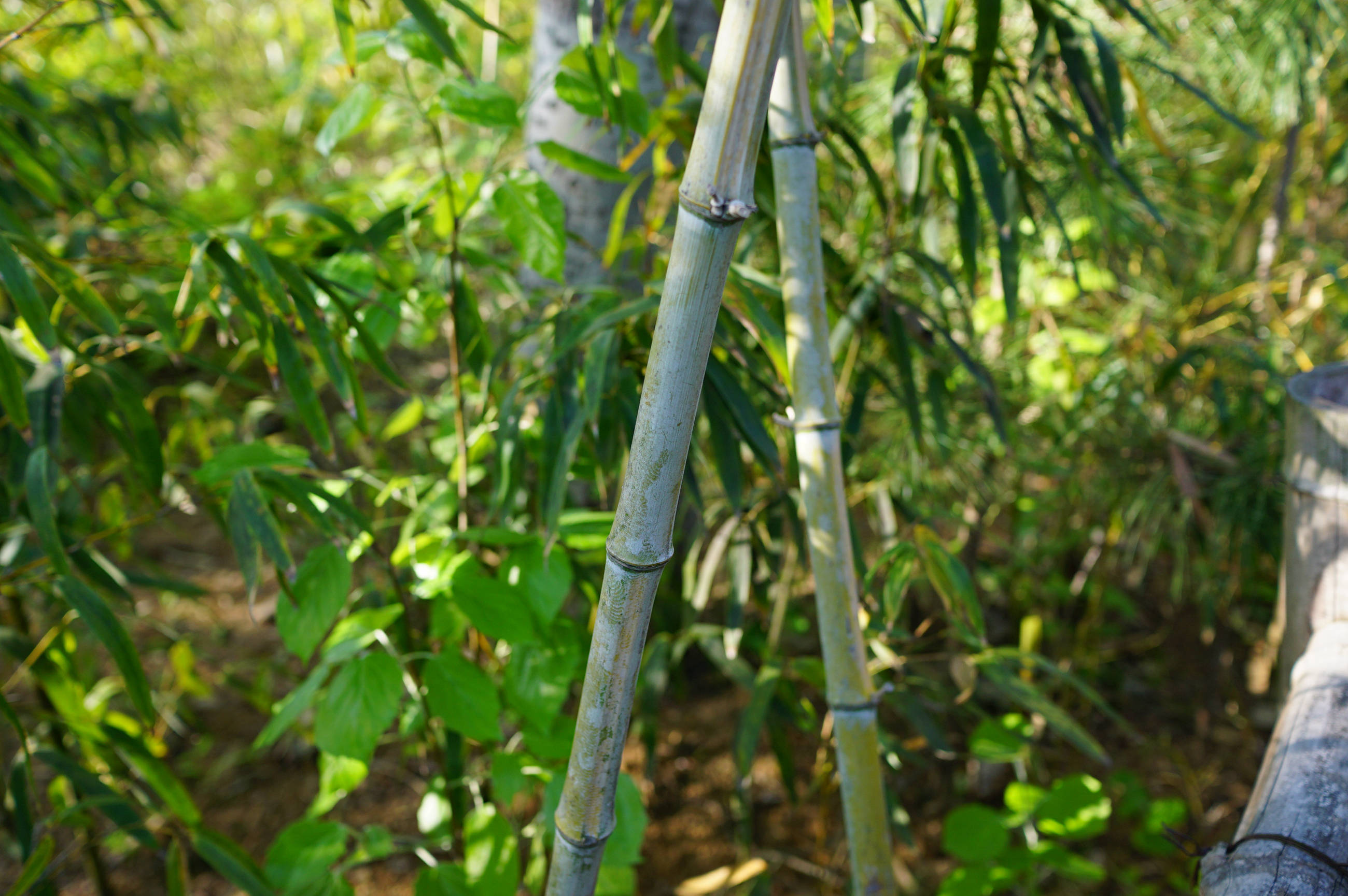 黄槽竹盆景图片