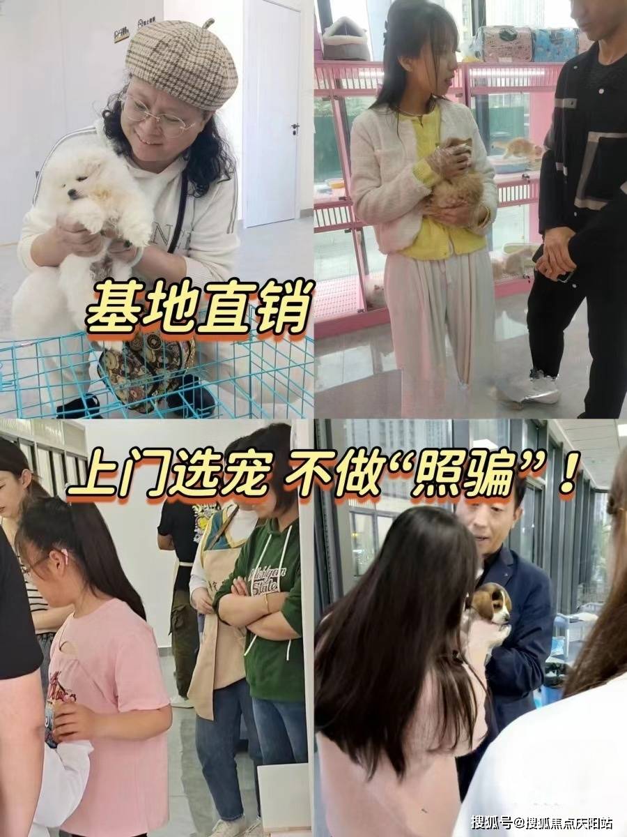 无锡买金毛犬首页网站(无锡新吴区)哪里有金毛犬出售