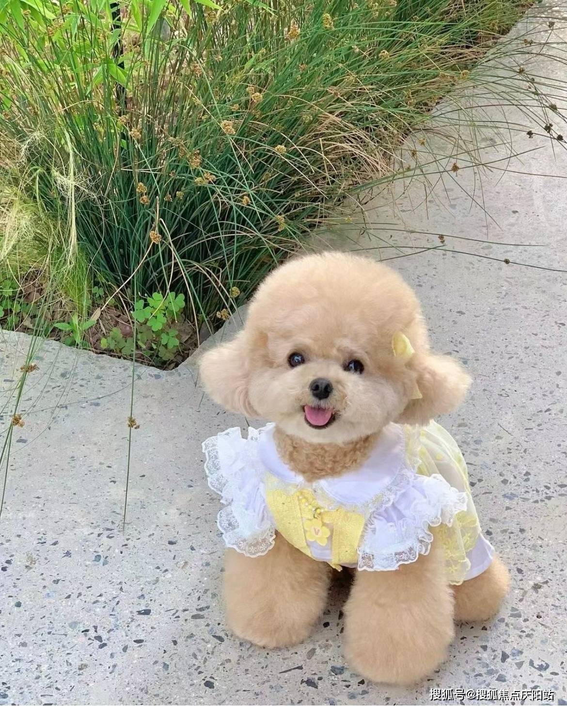 嘉兴买泰迪犬首页网站(嘉兴秀洲区)泰迪犬什么价格