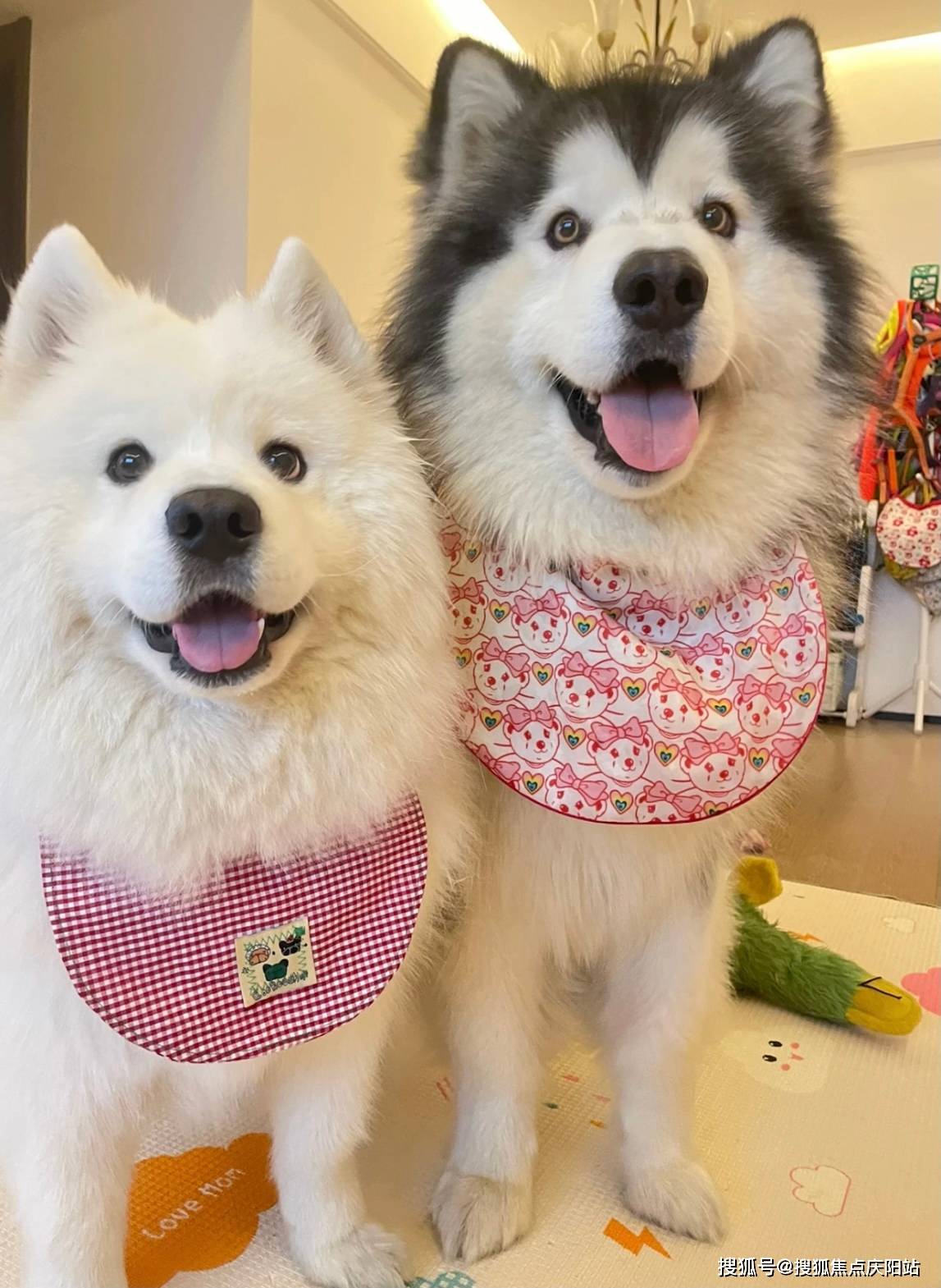 济南买萨摩耶犬首页网站(济南历城区)买萨摩耶犬哪里比较安全