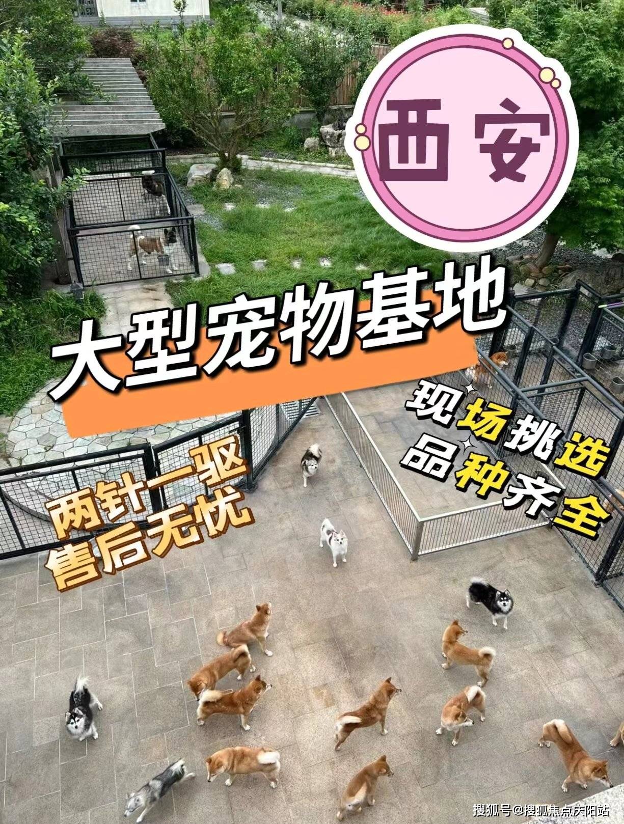 西安未央区买萨摩耶犬什么价格【西安福安家猫犬舍】欢迎您