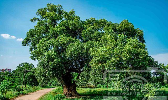 中国1200年树龄的古樟,隐藏在吉安市泰和县赣江边的江畔自然村里,知道