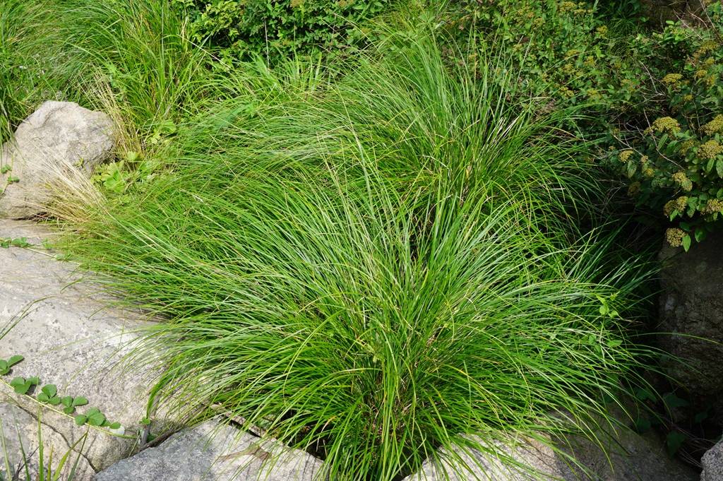 我见到的山东本土植物和园林栽培植物