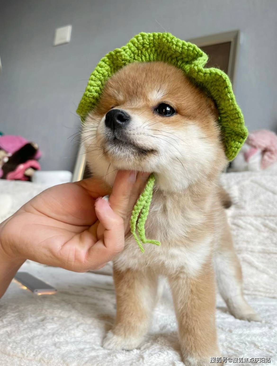 柴犬首页网站(厦门海沧区)买柴犬在哪里买靠谱又便宜_宠物_福安_性格