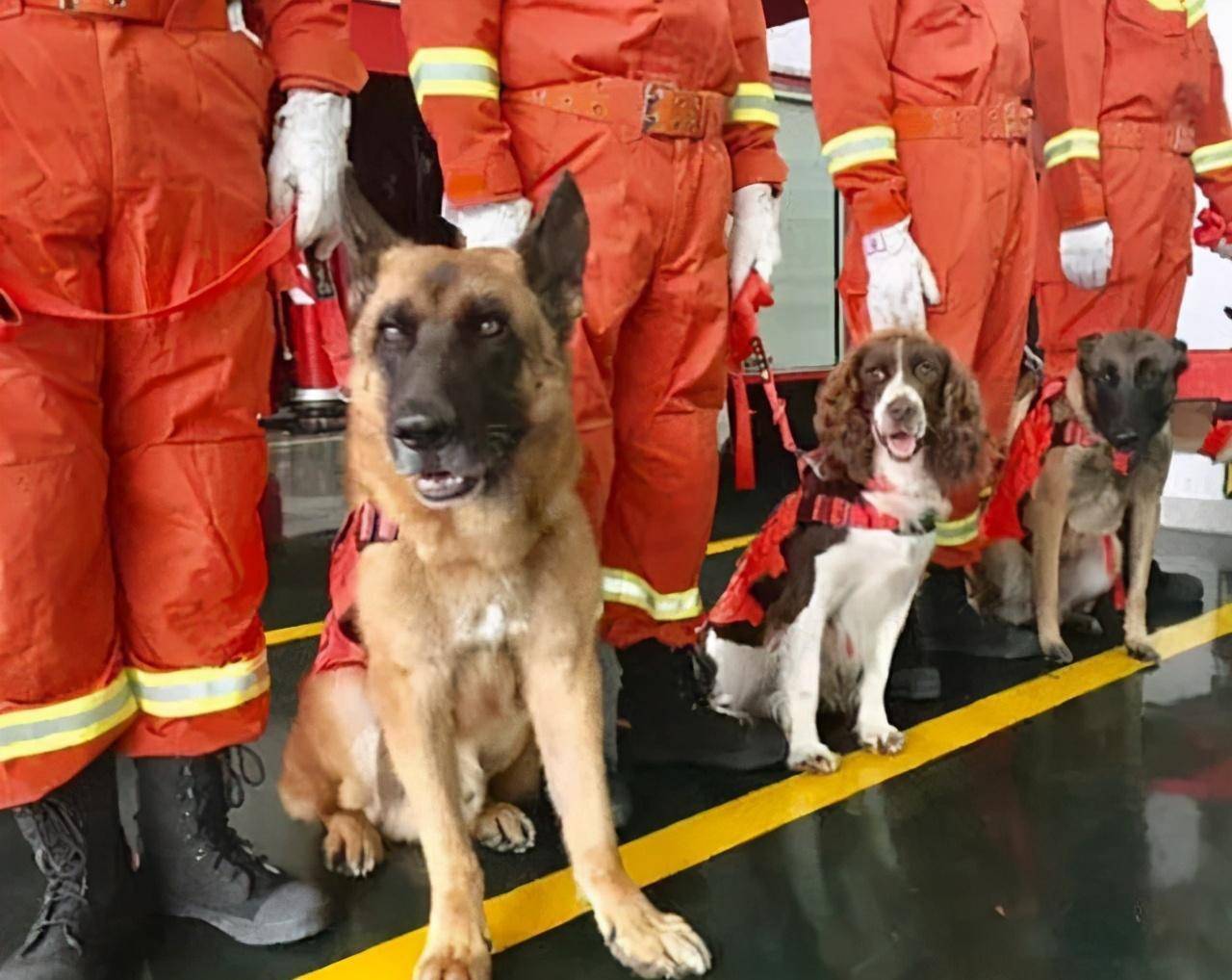 汶川地震"英雄警犬"沈虎:靠压缩饼干支撑救出15人,后来怎么样了