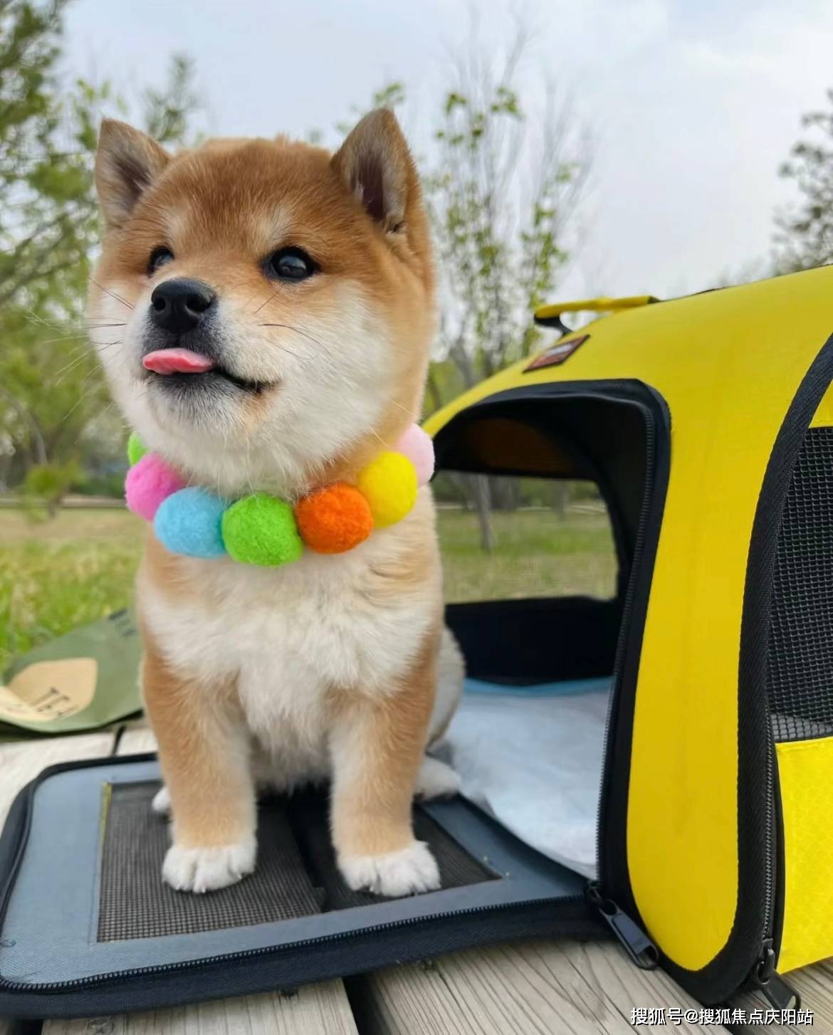 东莞买柴犬首页网站(东莞东城区)哪里可以买到品相好的柴犬