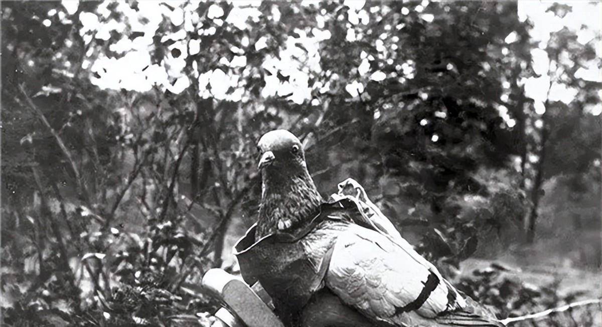 全是鲜血换来的教训_军队_军鸽_拉夫