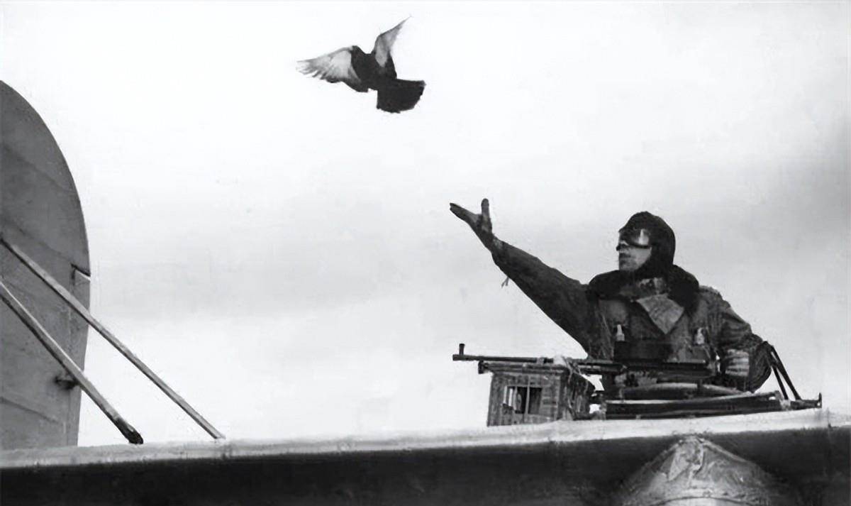 全是鲜血换来的教训_军队_军鸽_拉夫