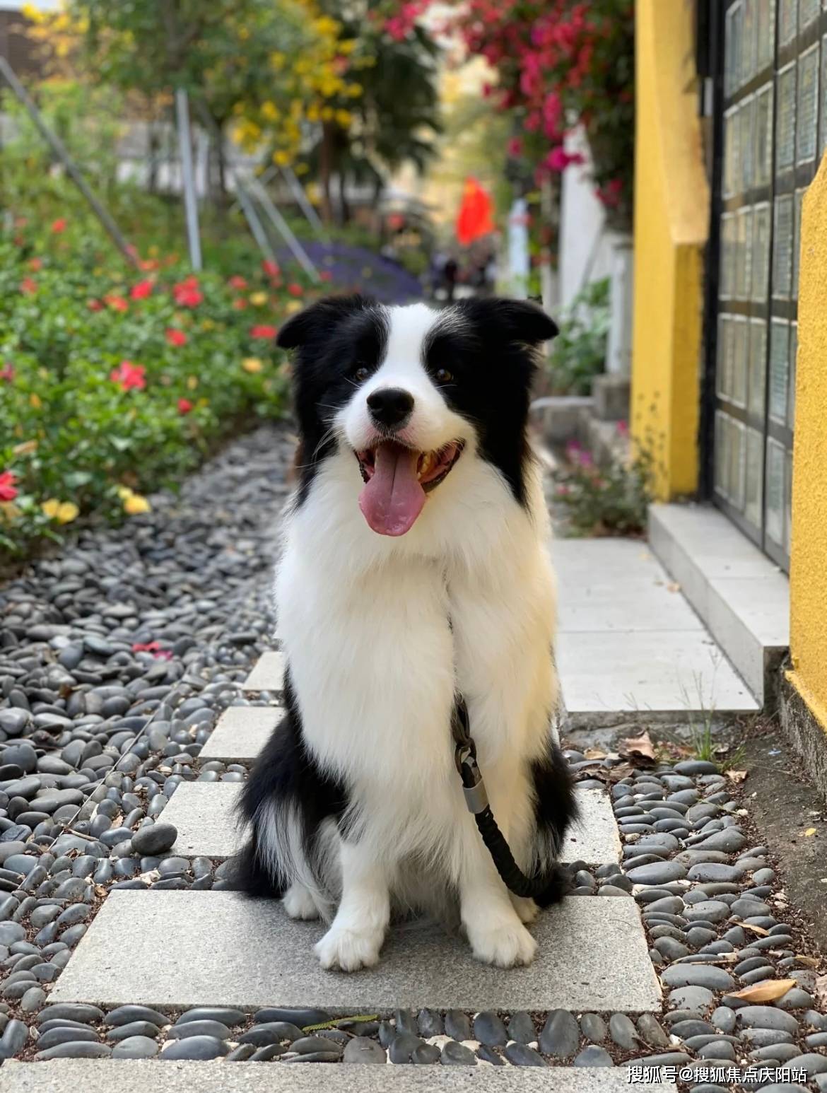 长得很像边牧的小型犬图片