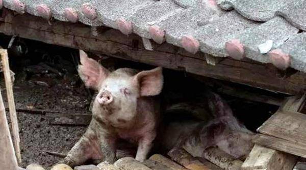 12年前汶川大地震,突出重围幸存的猪坚强,如今怎么样了?