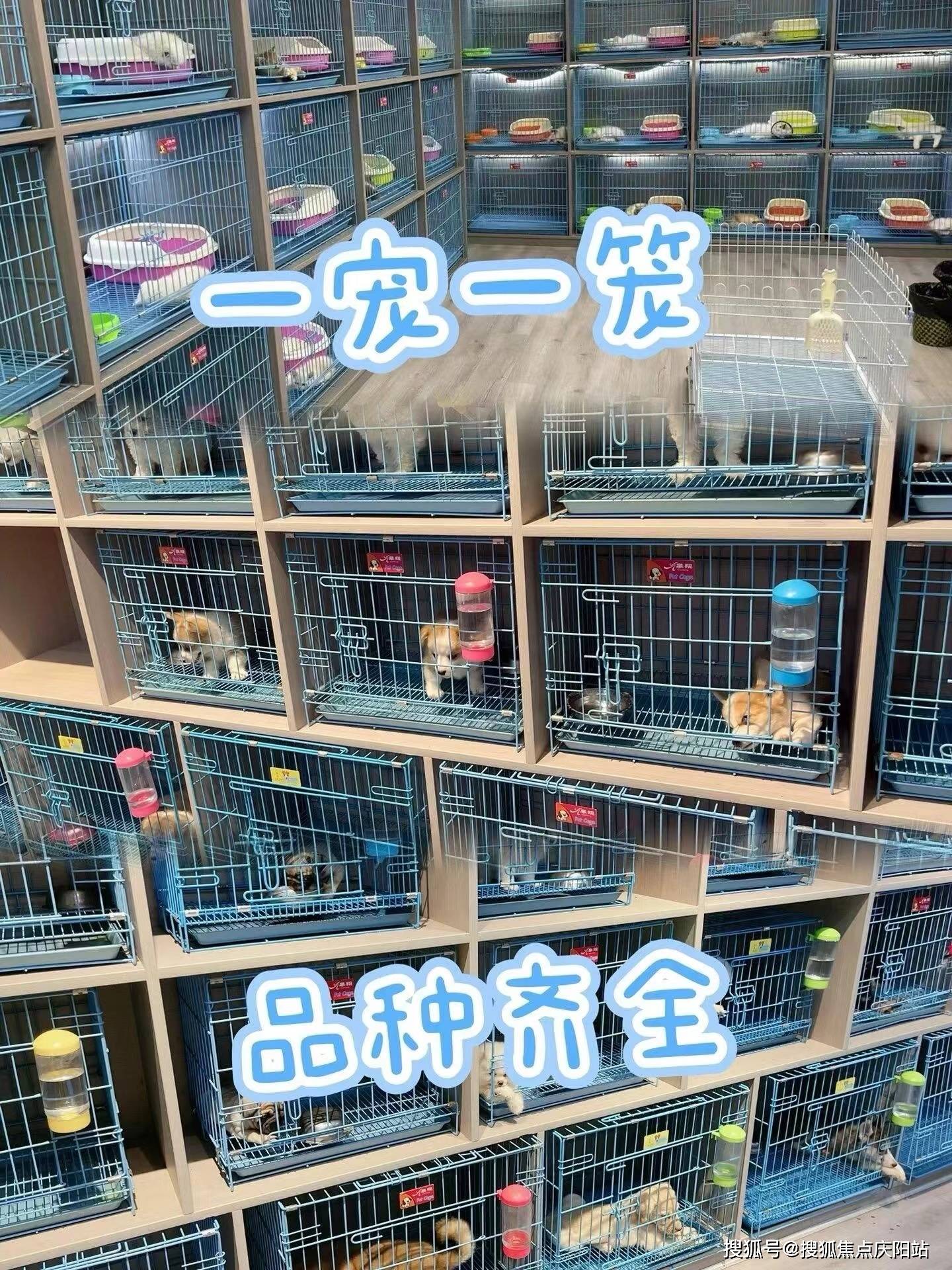 这里的每一只银渐层猫都是经过严格筛选,确保血统纯正,为宠物爱好者