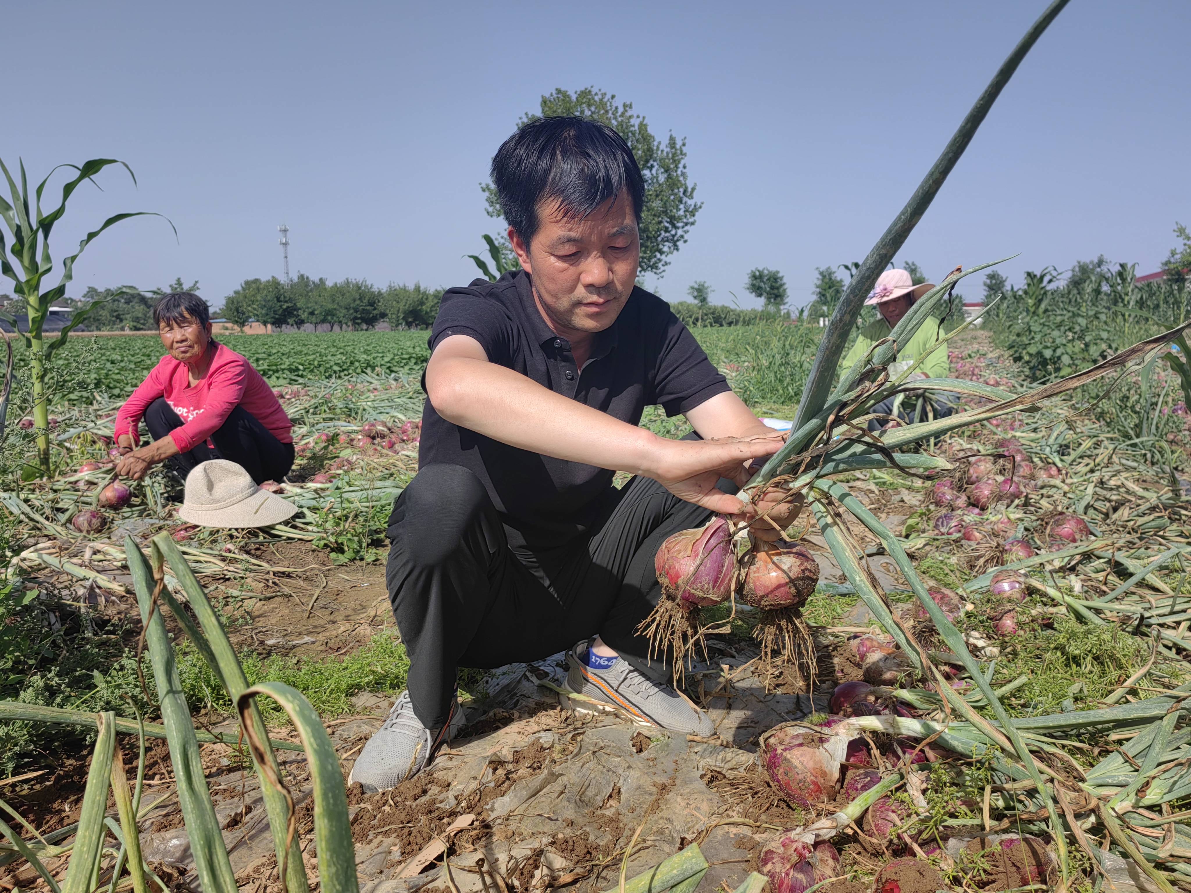 经过考察,去年11月从杨凌引进了秦红宝六号洋葱品种,套种在玉米地里