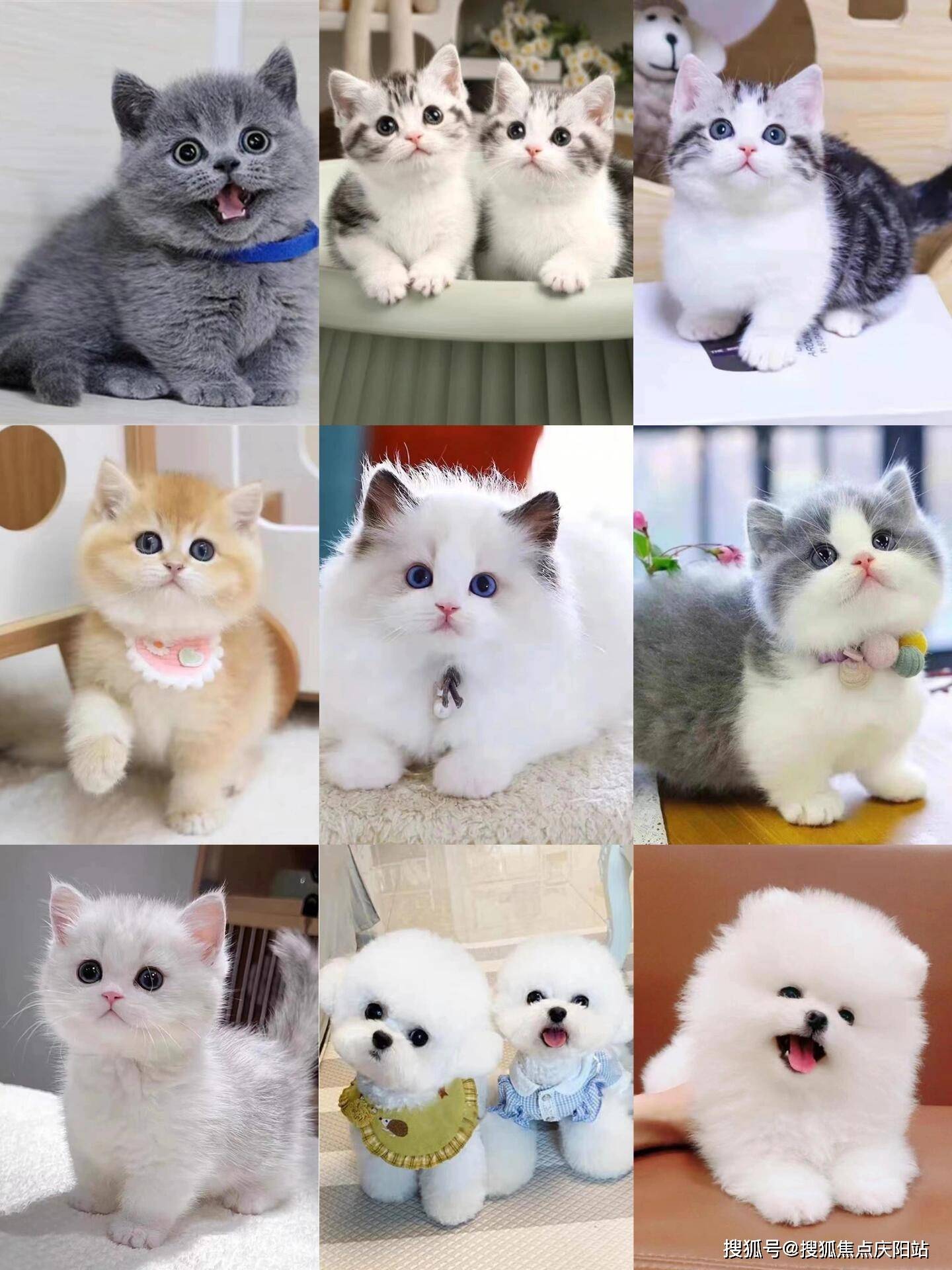 福州买英短蓝猫首页网站(福州仓山区)哪里可以买到英短蓝猫