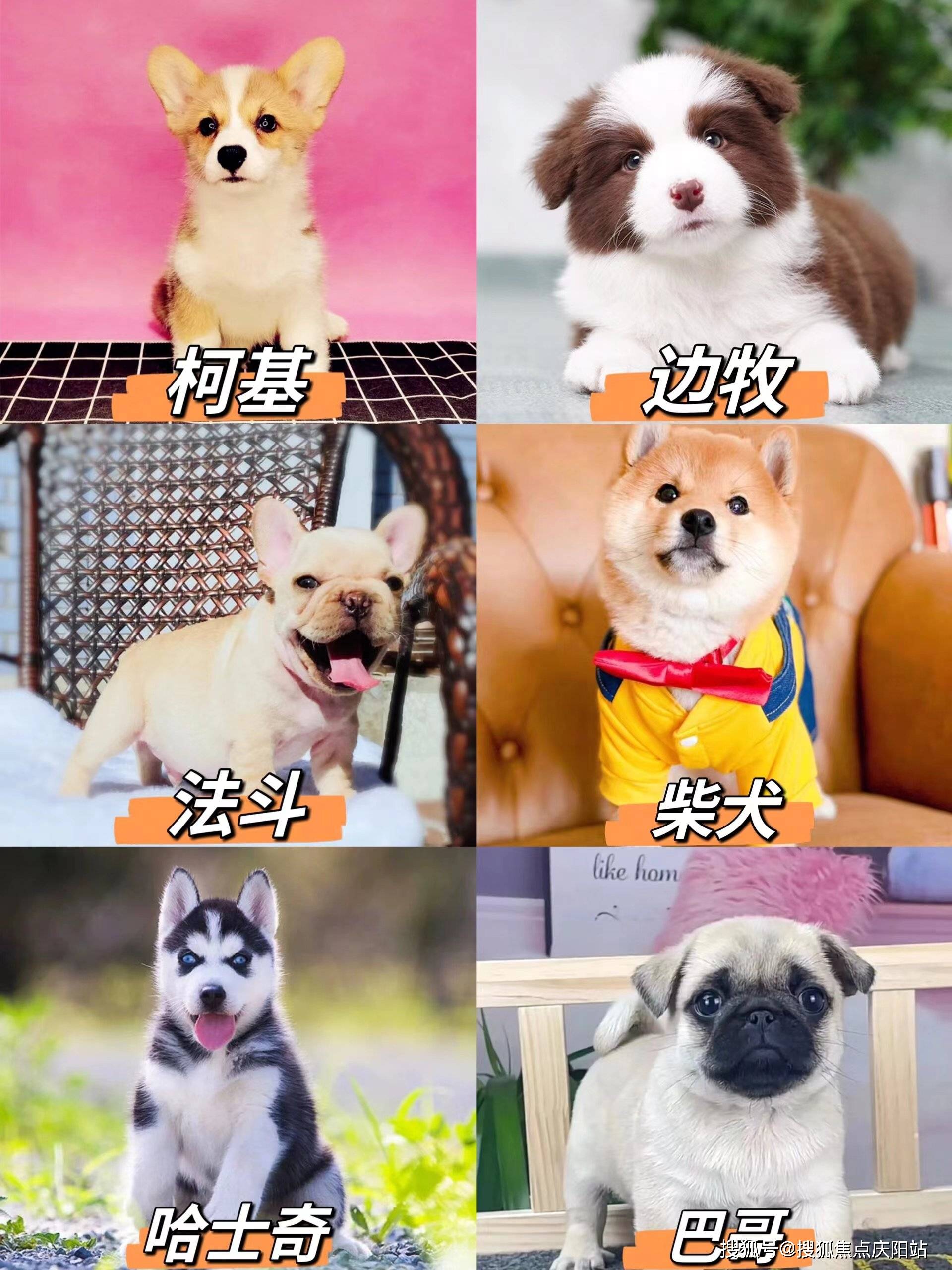 在福安家宠物店(东城店),每只英短蓝猫的健康都是他们最关心的事情.